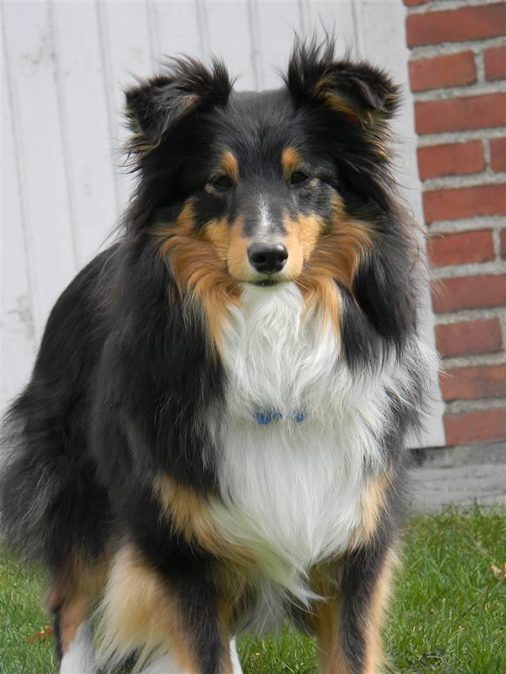 Shetland sheepdog Spirens Enya - d. 02.05.2010 - #Foto: Mig billede 17