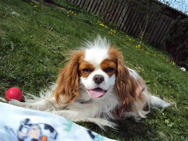 Cavalier king charles spaniel milo billede 15