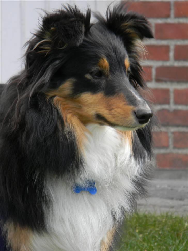 Shetland sheepdog Spirens Enya - d. 02.05.2010 - #Foto: Mig billede 18