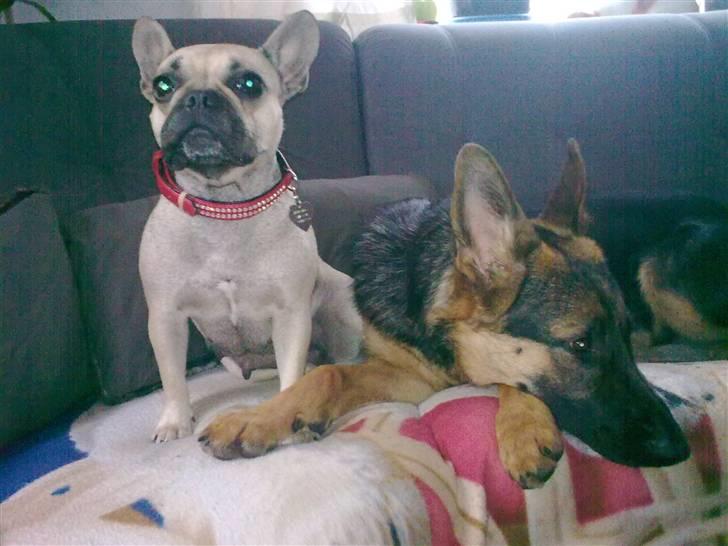 Fransk bulldog Mercedes - Det er min nye ven, og selv om hun er stor er det MIG der bestemmer ! billede 5