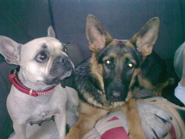 Fransk bulldog Mercedes - skal vi måske snart spise ??  billede 6