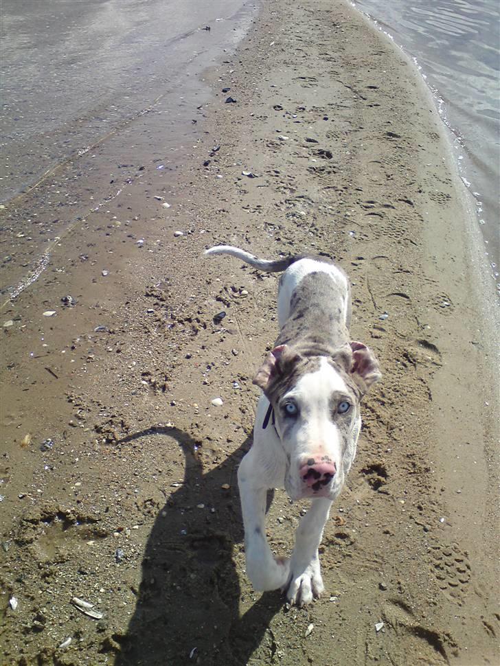 Grand danois Holger Danske - Ved vandet... billede 9