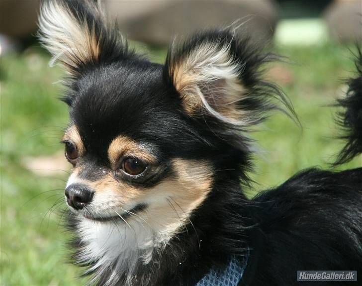 Chihuahua Rico billede 5