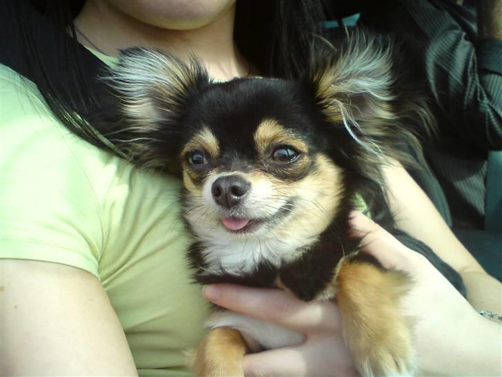 Chihuahua Rico billede 6