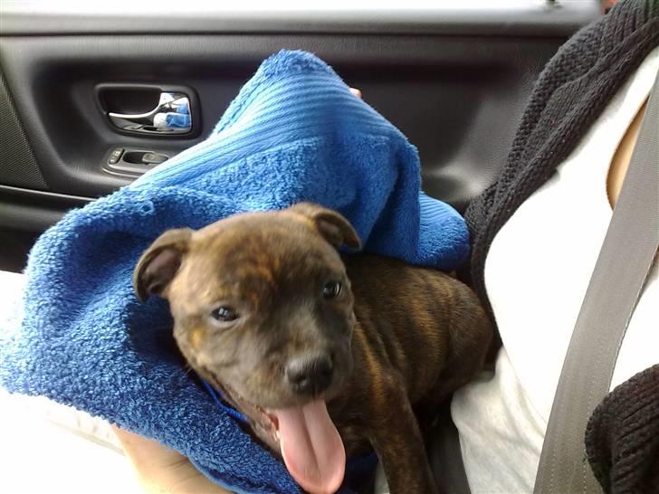 Staffordshire bull terrier Morgan Le Fay Balto/KENZO billede 4