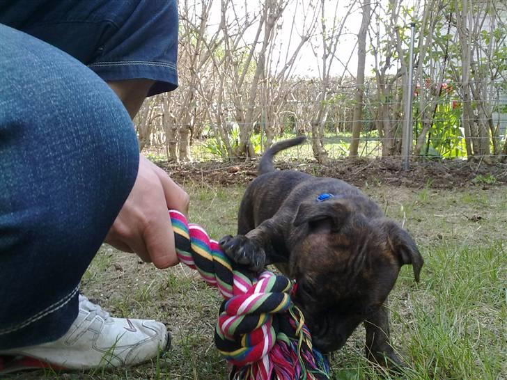 Staffordshire bull terrier Morgan Le Fay Balto/KENZO billede 5