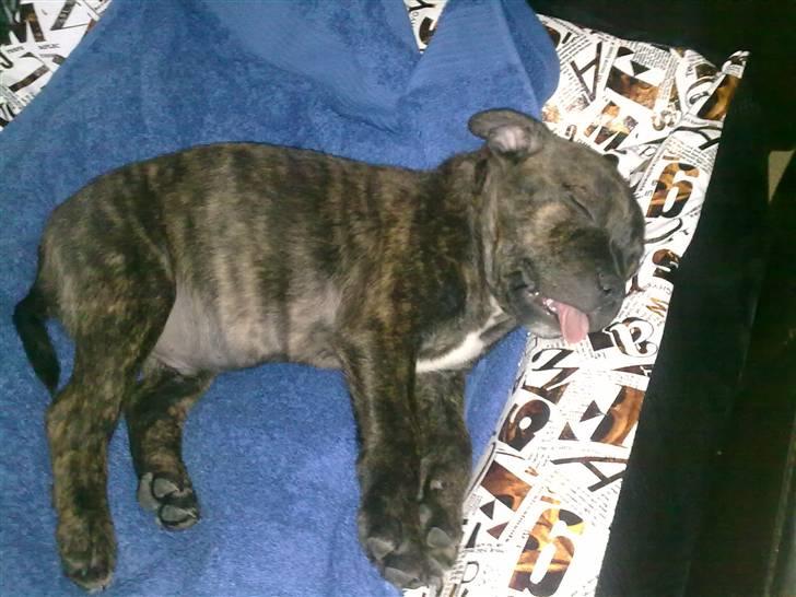 Staffordshire bull terrier Morgan Le Fay Balto/KENZO billede 6