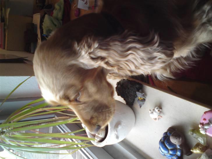 Cocker spaniel donna - kigger ud af vinduet;) (kigger efter mor) billede 7