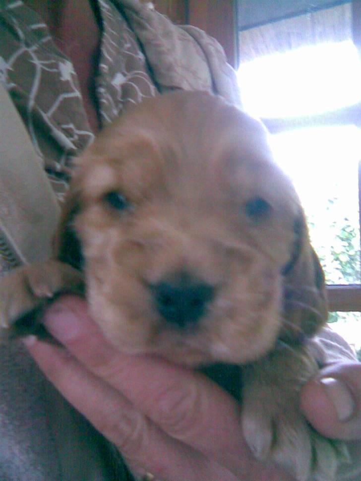 Cocker spaniel donna - her valgte vi skønheden:D billede 8