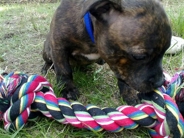 Staffordshire bull terrier Morgan Le Fay Balto/KENZO billede 7