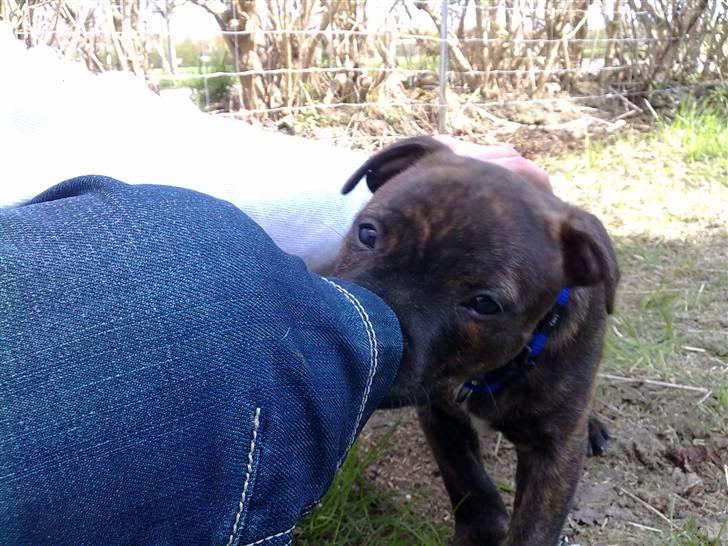 Staffordshire bull terrier Morgan Le Fay Balto/KENZO billede 8