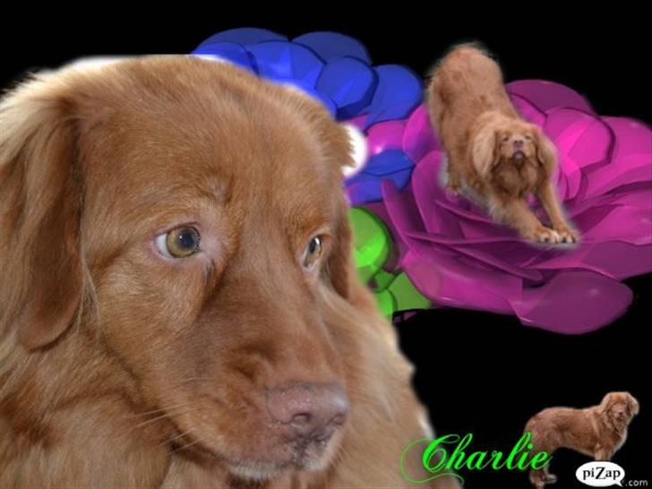 Nova scotia duck tolling retriever charlie - 3) min smukke basse!<3 billede 4