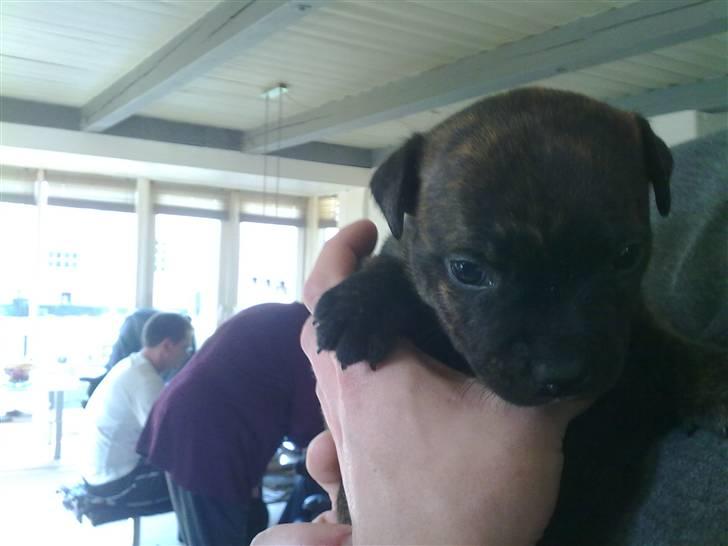 Staffordshire bull terrier Morgan Le Fay Balto/KENZO billede 9