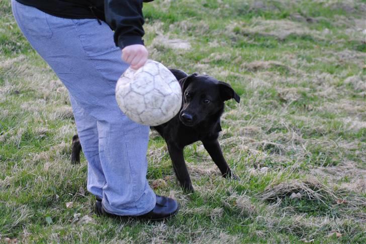 Blanding af racer Anja billede 12