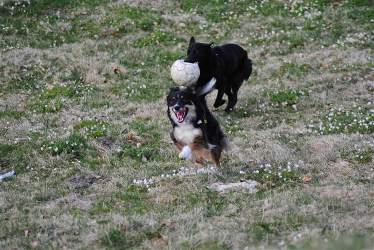 Blanding af racer Anja billede 13