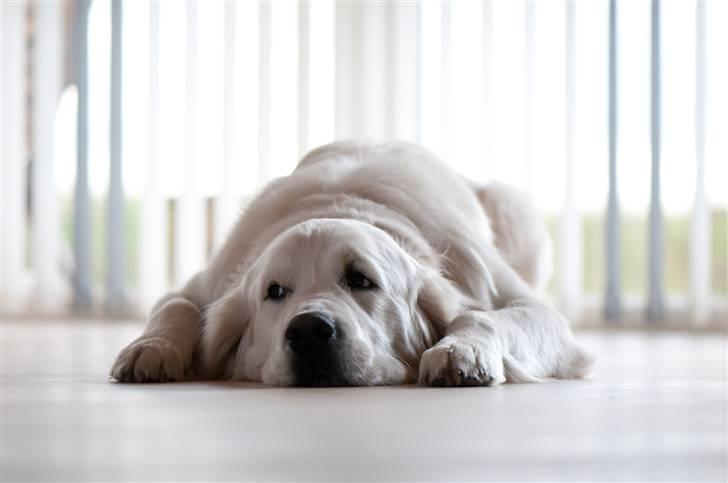 Golden retriever Brorson billede 3