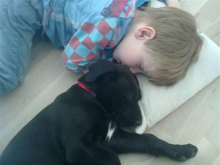 Grand danois Luna (ikke min mere) - Putter med sønnen i huset billede 1