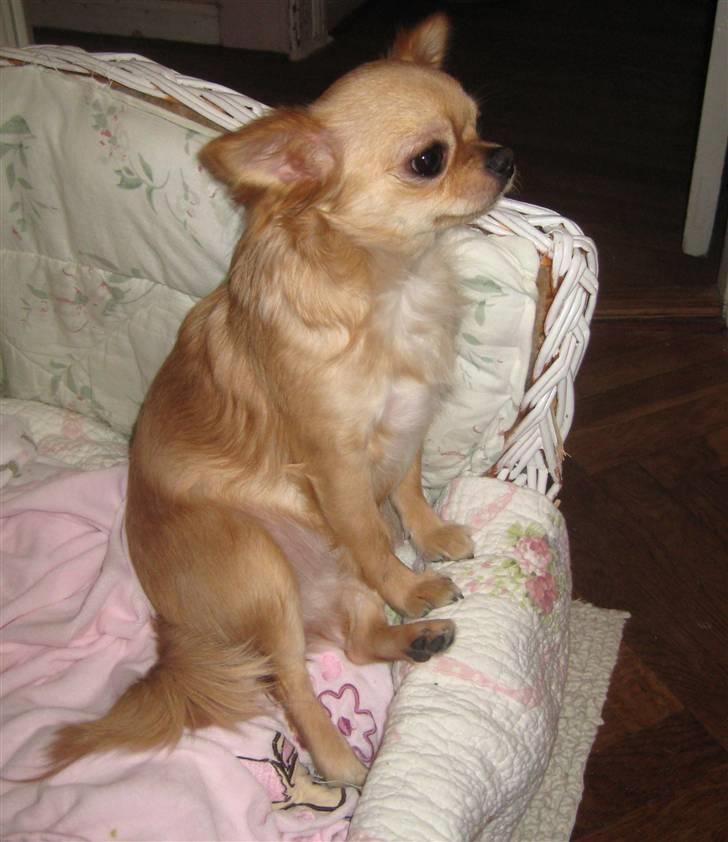 Chihuahua Rosa - 13/2-2011 billede 12