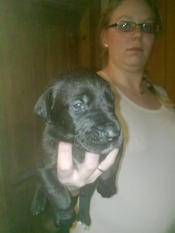 Grand danois Luna (ikke min mere) - Luna knap 4 uger  billede 3