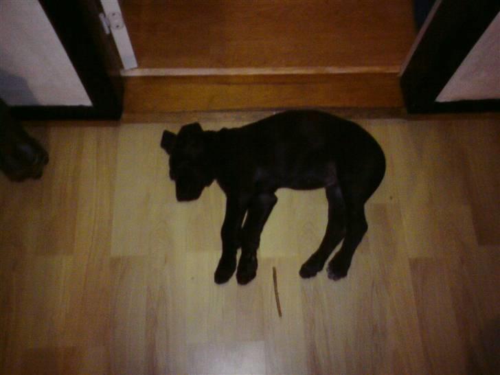 Grand danois Luna (ikke min mere) - Fald lige omkuld billede 4