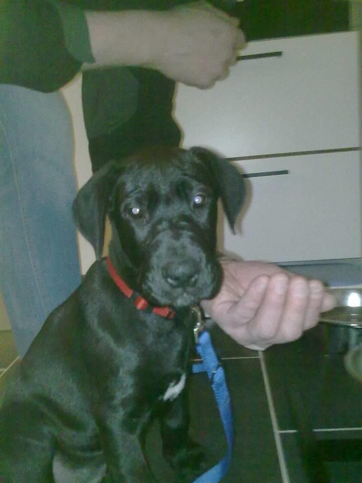 Grand danois Luna (ikke min mere) billede 5