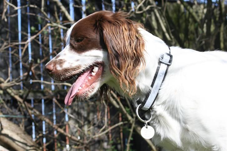 Field Trial spaniel Emma <3 - Hej :D billede 17