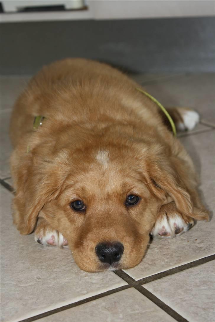 Nova scotia duck tolling retriever Bol Tol Viktor billede 1