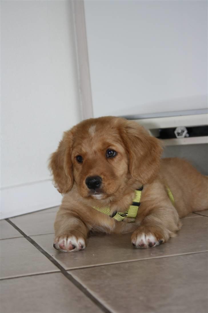 Nova scotia duck tolling retriever Bol Tol Viktor billede 3