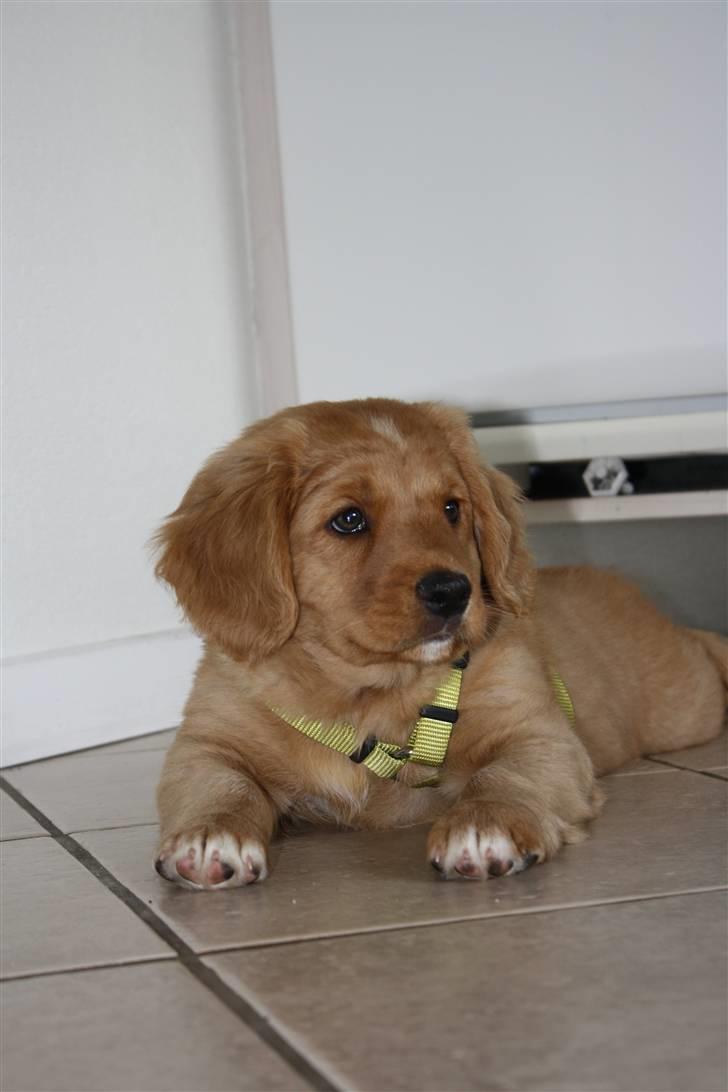 Nova scotia duck tolling retriever Bol Tol Viktor billede 5