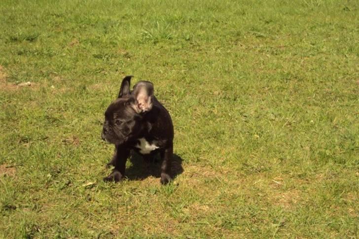 Fransk bulldog Møffe - Velkommen til møffes profil billede 1