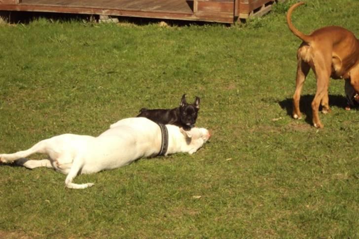 Fransk bulldog Møffe - selvom man er lille kan man godt banke Lilo billede 2