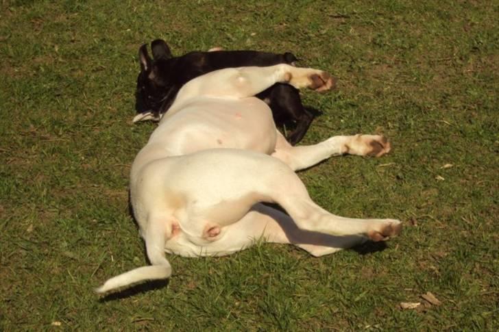 Fransk bulldog Møffe - Selvom man er lille kan man altså godt banke Lilo billede 3