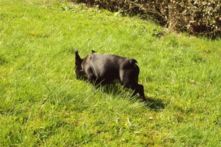 Fransk bulldog Møffe - Er meget nysgerrig billede 4