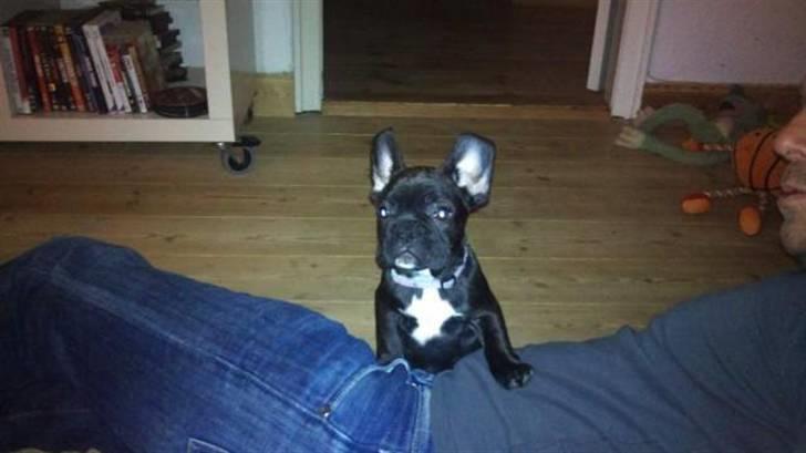 Fransk bulldog Møffe billede 5