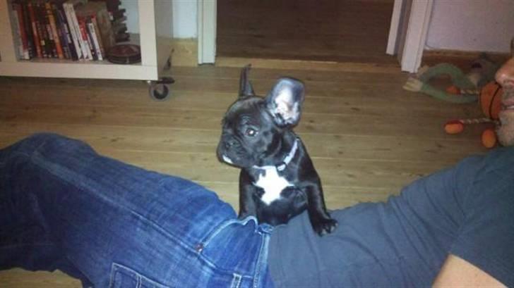 Fransk bulldog Møffe billede 6