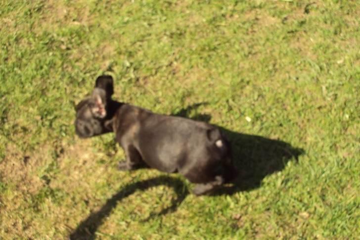 Fransk bulldog Møffe billede 7