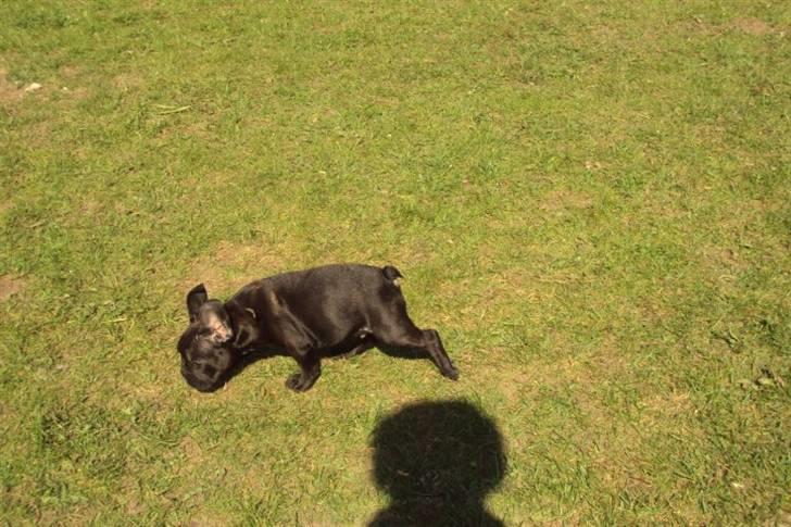 Fransk bulldog Møffe billede 8