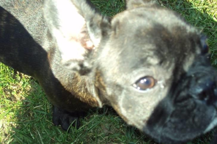 Fransk bulldog Møffe - Skal helst stå helt op i kammeraet billede 9