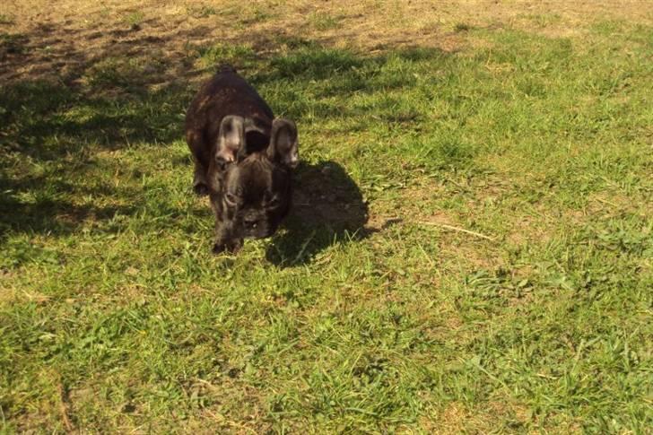 Fransk bulldog Møffe billede 10