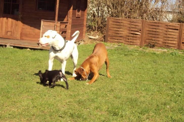 Fransk bulldog Møffe - Møffe og han bedste venner billede 11