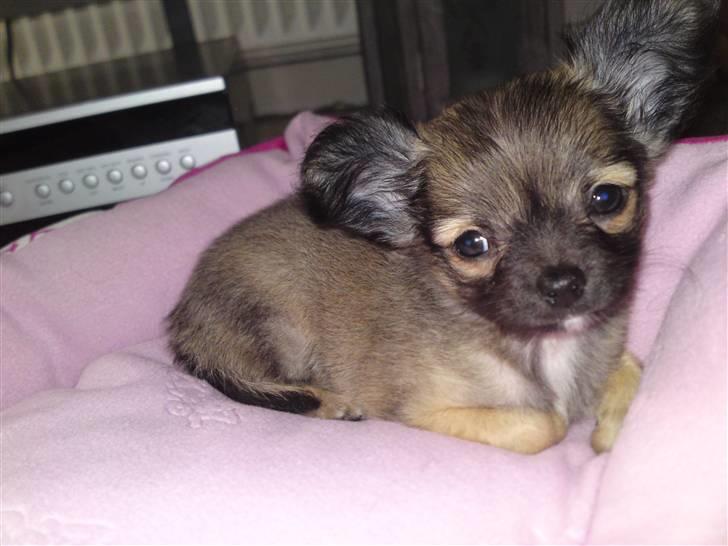 Chihuahua Malou - Butik Pote  billede 1