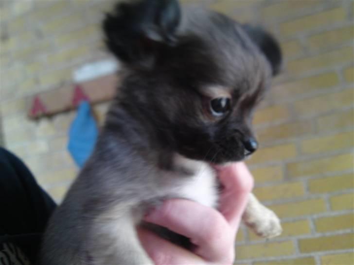 Chihuahua Malou billede 2