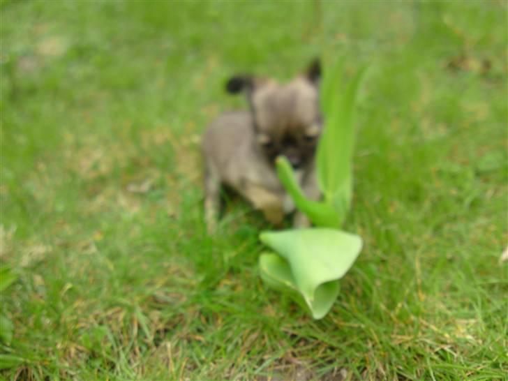 Chihuahua Malou billede 3