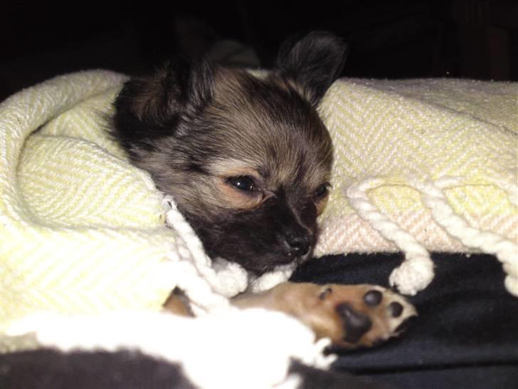 Chihuahua Malou billede 4