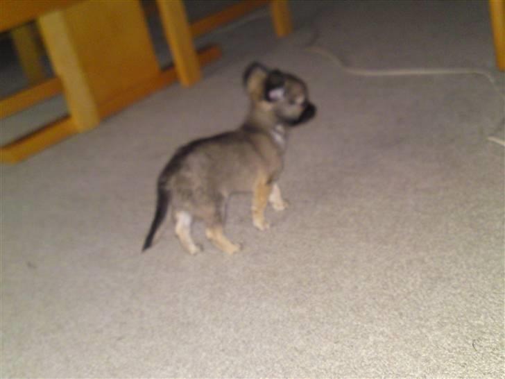 Chihuahua Malou billede 5