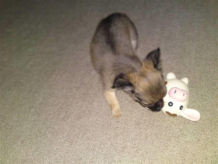 Chihuahua Malou billede 6