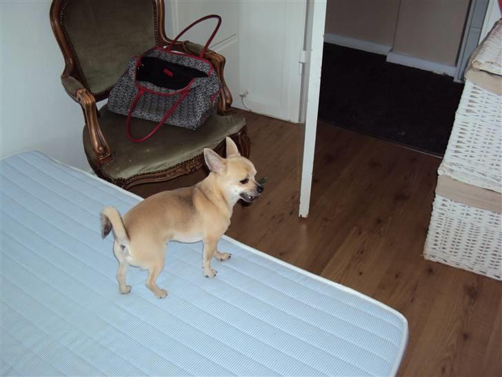 Chihuahua Tino billede 10