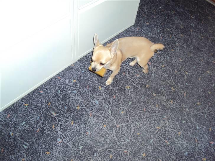 Chihuahua Tino billede 11