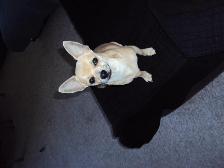 Chihuahua Tino billede 12