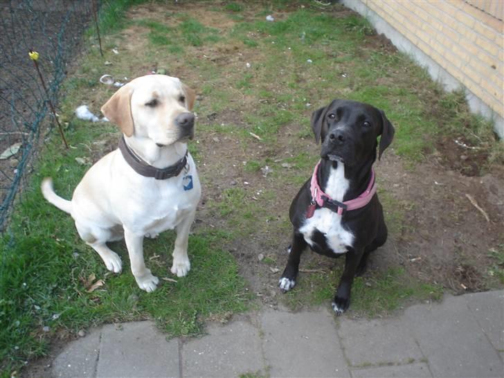 Blanding af racer Sensi billede 6